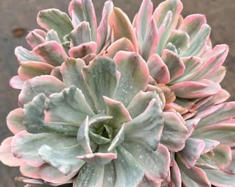 Echeveria 'Hoveyi', suculentas raras