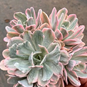 Echeveria 'Hoveyi',Rare Succulents