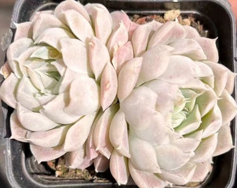 Echeveria Elegans'alba',Rare Succulents