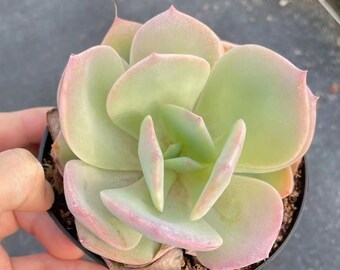 Echeveria 'Hakuhou', suculentas raras