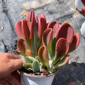 Kalanchoe tomentosa Zorro de fuego, Suculentas raras