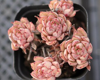 Echeveria Assepoester, zeldzame vetplanten