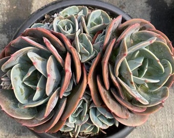 Echeveria 'Cassyz',Plantes succulentes rares