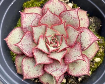 Echeveria Longissima, piante grasse rare