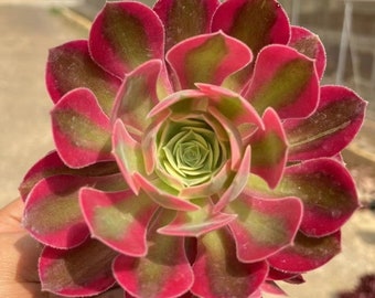 Bruja Rosa Aeonium, Suculentas Raras