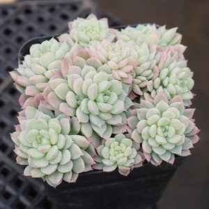 Echeveria Alba Meini,Rare Succulents