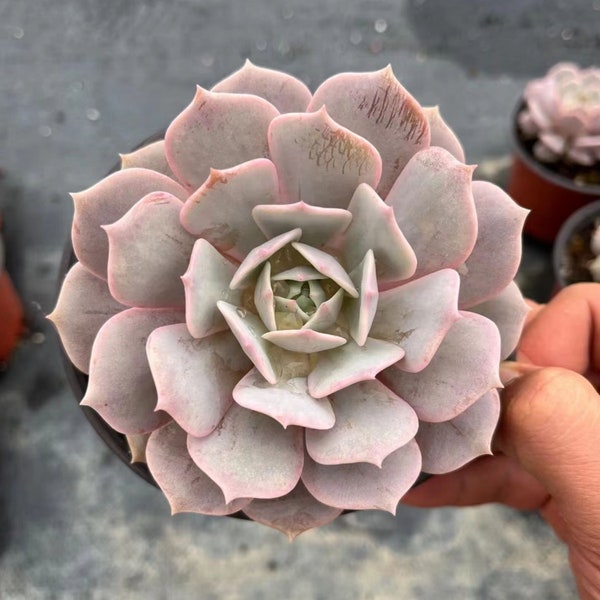 Echeveria 'Lola',Beautiful Succulents