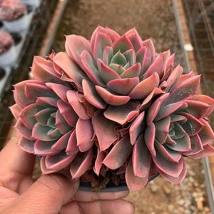 Echeveria Dudleya, Suculentas Raras