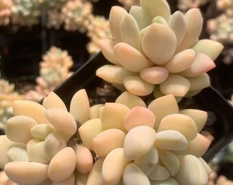 Echeveria White Horse,Rare Succulents