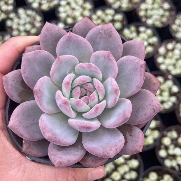 Echeveria 'Ariel' ,Rare Succulents