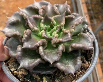 Echeveria Black Madiba, piante grasse rare