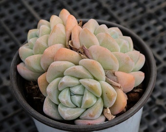 Echeveria Ice Green, Plantes succulentes rares