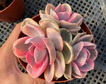 Echeveria Rainbow, succulentes rares