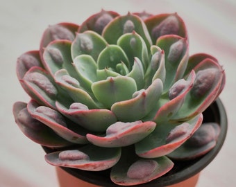 Echeveria-regendruppels, zeldzame vetplanten