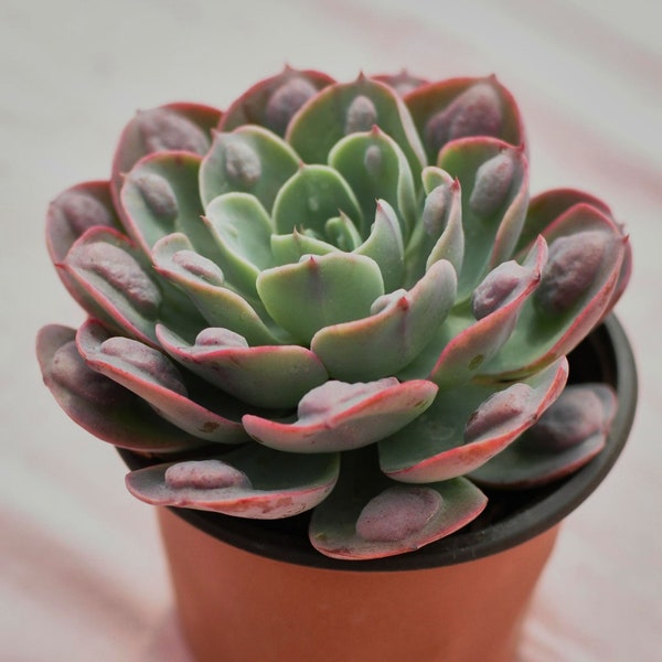 Echeveria Rain Drops,Rare Succulents