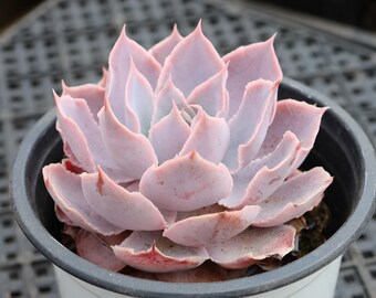 Echeveria Pinky,Rare Succulents