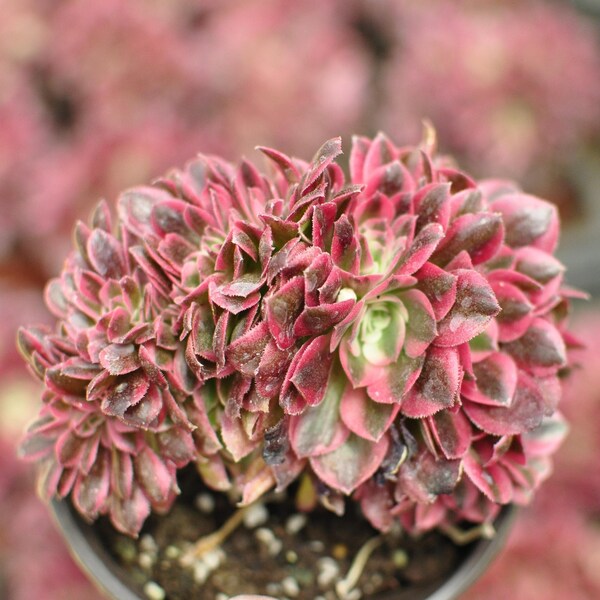 Aeonium Pink Witch Crested,Rare Succulents