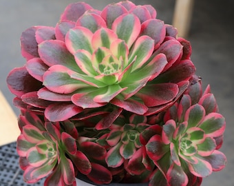 Aeonium Pink Girl, Plantes succulentes rares