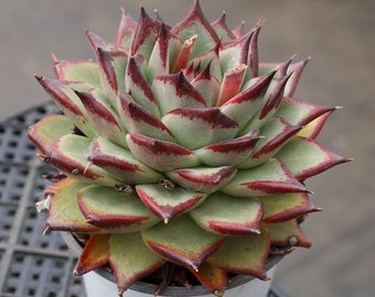 Echeveri Agavoides Ebony, zeldzame vetplanten