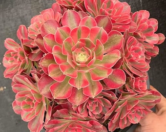 10‘’ Aeonium Pink Witch,Rare Succulents