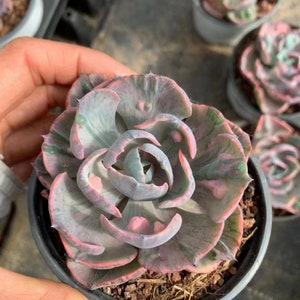 Echeveria Beyonce Abigarrada, Suculentas Raras