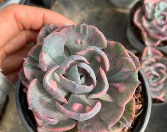 Echeveria Beyonce Abigarrada, Suculentas Raras