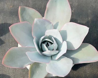 Echeveria Cante Glass & Mendoza-Garcia, zeldzame vetplanten