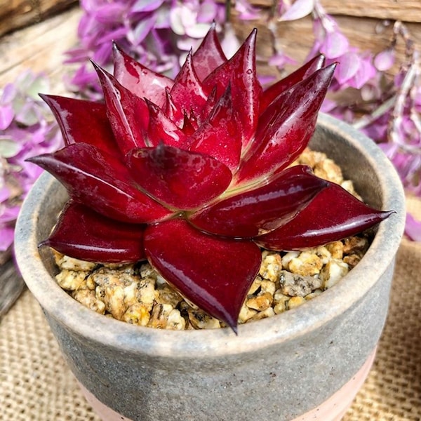 Echeveria 'Honey Pink' ,Echeveria agavoides v Romeo Rubin,Live Succulent Plants