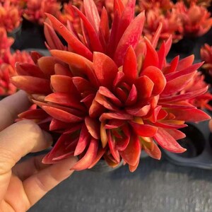 Crassula capitella 'Campfire',Rare Succulents