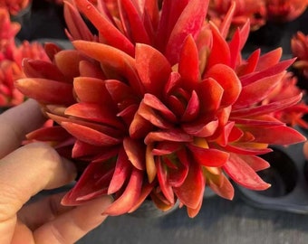 Crassula capitella 'Campfire',Rare Succulents