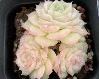 Echeveria Red Faced White Swan,Rare Succulents