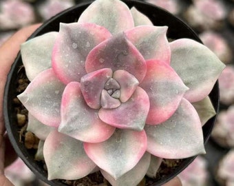 Graptopetalum 'Purple Delight' variegato, piante grasse rare