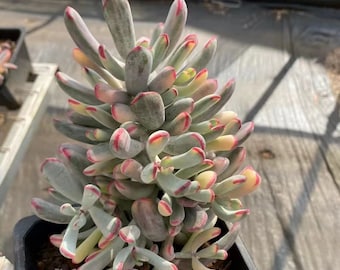 Cotyledon Orbiculata cv Long Leaf Variegated,Rare Succulents