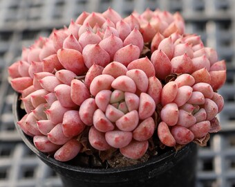 Echeveria Cute Bubble,Rare Succulents