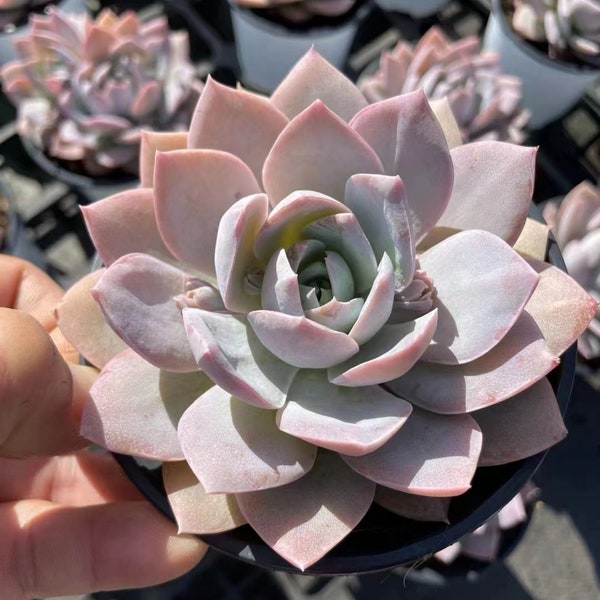 Sedum Suaveolens,Rare Succulents