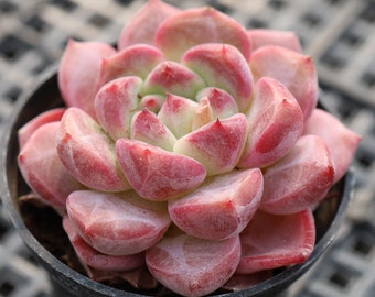 Echeveria Desert Rose,Rare Succulents