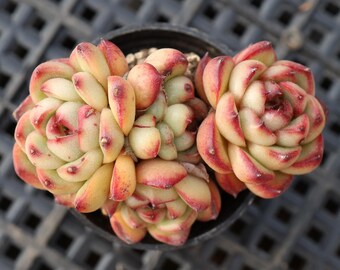 Echeveria Mont Blanc, zeldzame vetplanten