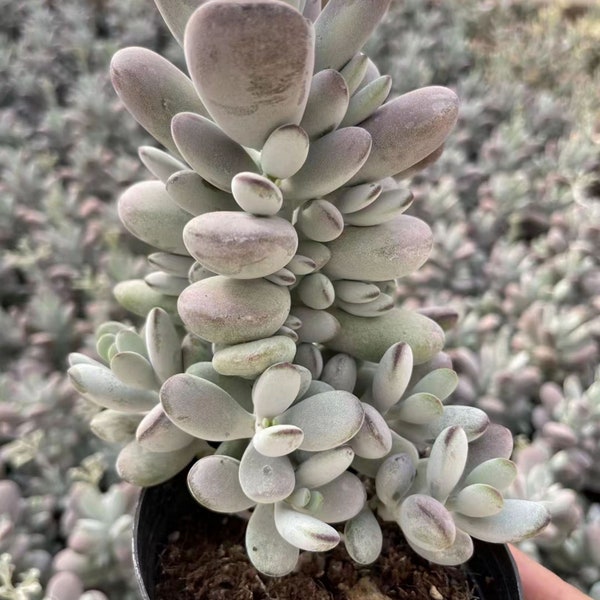 Cotyledon Orbiculata Cv. Cluster