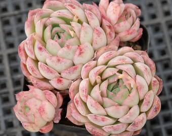 Echeveria Moonlight Rose,Seltene Sukkulenten