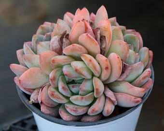 Echeveria Star Mark, zeldzame vetplanten