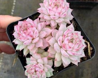 Echeveria Pavo Cristatus,Rare Succulents