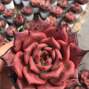 Echeveria Agavoides, suculentas raras