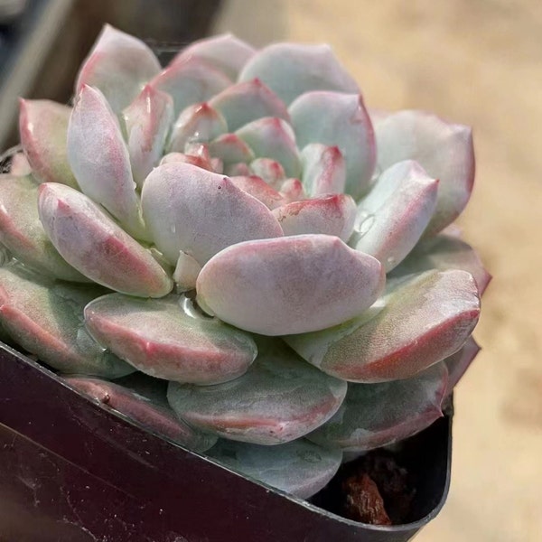 Echeveria 'Apparition', zeldzame vetplanten