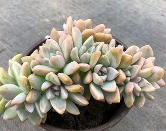 Graptopetalum paraguayense 'Awayuki',Cluster