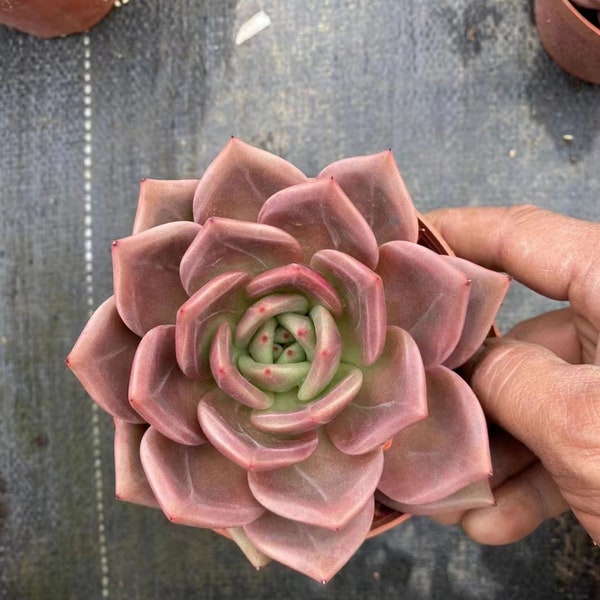 Echeveria Red Wine Champagne,Rare Succulents