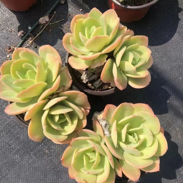 Echeveria 'Morgain',Rare Succulents