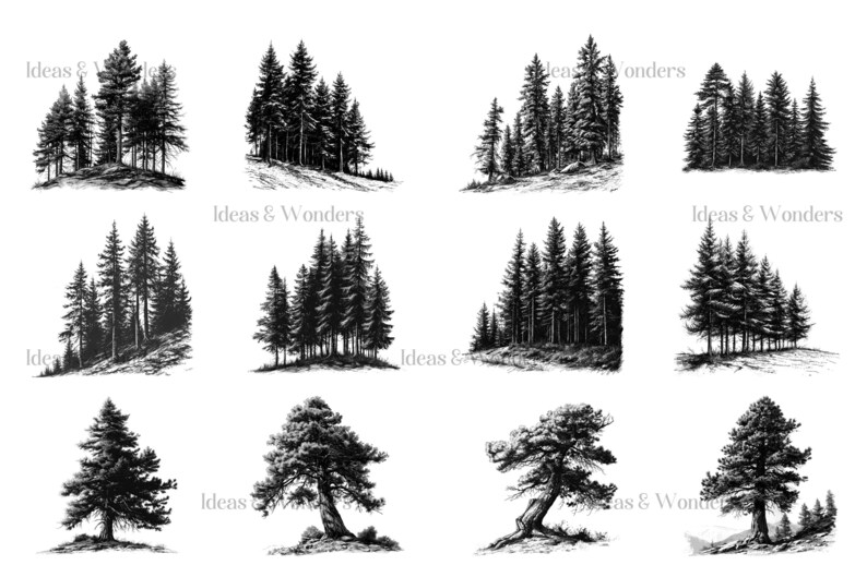 May include: A set of ten black and white illustrations of pine trees. The illustrations are hand-drawn and feature different arrangements of trees.