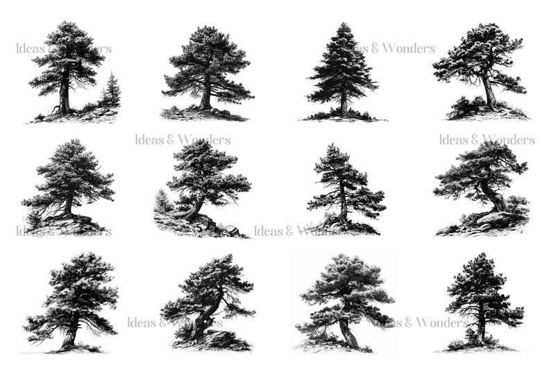 May include: A set of ten black and white illustrations of pine trees. Each tree is drawn in a simple, stylized manner and is set against a white background.