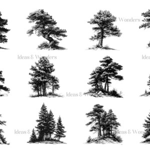 May include: A collection of ten black and white illustrations of various pine trees. The trees are drawn in a realistic style and are set against a white background.