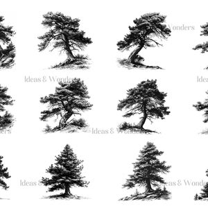 May include: A collection of ten black and white line drawings of pine trees. The trees are drawn in a realistic style and are all different shapes and sizes.